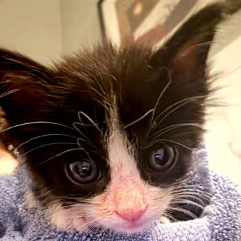 Oblina -  Domestic Short Hair Cat for Adoption in Pompano Beach, Florida - Oblina | PetCurious