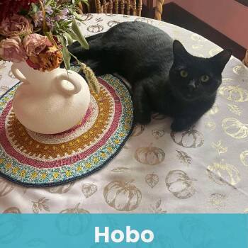 Rescue Domestic Short Hair Cats for Adoption - Hobo | PetCurious