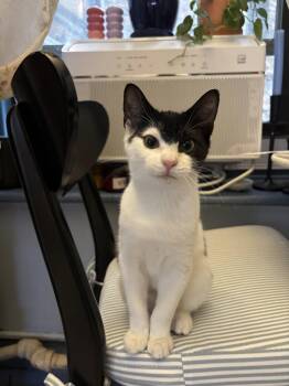 Rescue Domestic Short Hair Cats for Adoption in New York, New York - Onyx *foster Needed* | PetCurious