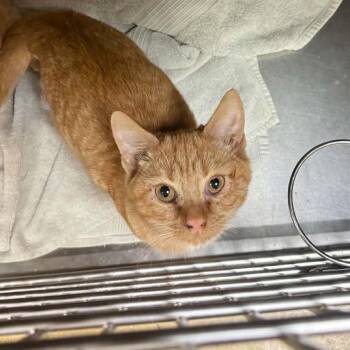 Weasley -  Domestic Long Hair Cat for Adoption in Canton, North Carolina - Weasley | PetCurious