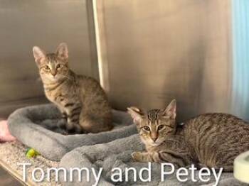 Petey -  Tabby Cat for Adoption in Clawson, Michigan - Petey | PetCurious