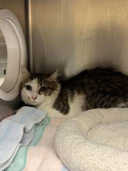 Domestic Medium Hair Cats Available for Adoption - Waffles(678) | PetCurious