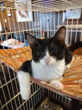 Rescue Domestic Short Hair Cats for Adoption in Phoenix, Arizona - Crystal | PetCurious