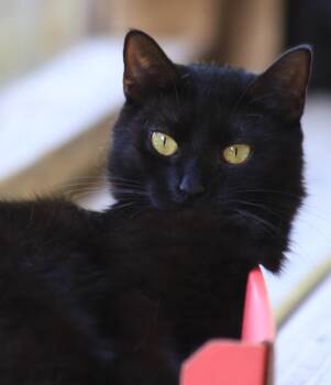 Rescue Domestic Short Hair Cats for Adoption in North Fort Myers, Florida - Lollipop | PetCurious