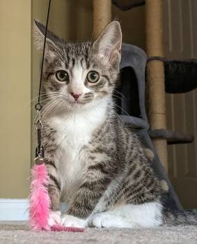 Hermione -  Tabby Cat for Adoption in Hamilton, Ontario - Hermione | PetCurious