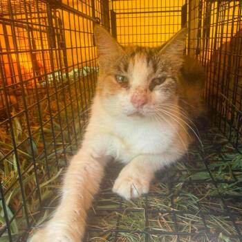 Cedar -  Domestic Short Hair Cat for Adoption in Brighton, Missouri - Cedar | PetCurious