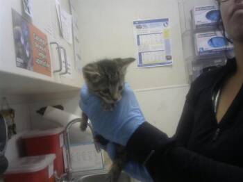 SIRIUS -  Domestic Short Hair Cat for Adoption in Albuquerque, New Mexico - SIRIUS | PetCurious