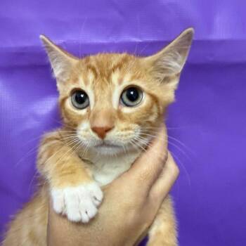 Vivid -  Domestic Short Hair Cat for Adoption in North Myrtle Beach, South Carolina - Vivid | PetCurious