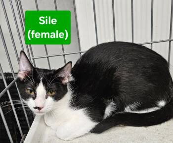 Rescue Domestic Short Hair Cats for Adoption in Manchester, Tennessee - Sile | PetCurious