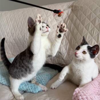 Rocky (bonded with Marshall) -  Domestic Short Hair Cat for Adoption in Santa Rosa, California - Rocky (bonded With Marshall) | PetCurious