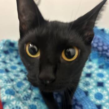 Ruby -  Domestic Short Hair Cat Available for Adoption in Valdosta, Georgia - Ruby | PetCurious