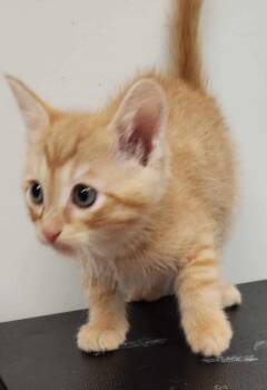 Ollie -  Domestic Short Hair and Extra Toes Cat Hemingway Polydactyl Cat for Adoption in Republic, Missouri - Ollie | PetCurious