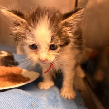 Nurse Shark 12 -  Domestic Medium Hair and Domestic Long Hair Cat for Adoption in Austin, Texas - Nurse Shark 12 | PetCurious