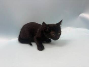 Snow White -  Domestic Short Hair Cat for Adoption in Woodbury, Minnesota - Snow White | PetCurious