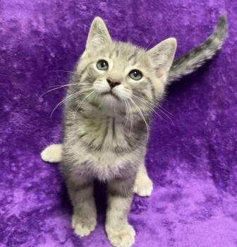 Domestic Short Hair Cats Available for Adoption in Jackson, Michigan - Fern | PetCurious
