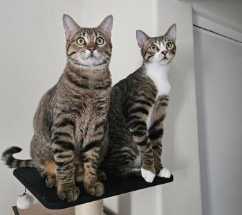 Domestic Short Hair Cats Available for Adoption - Lindt | PetCurious