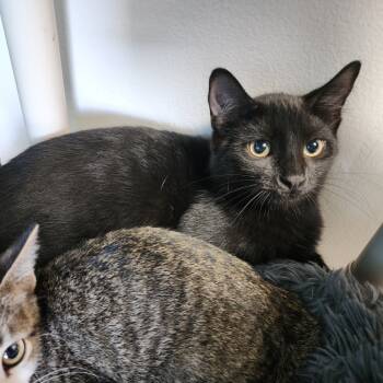 Rescue Domestic Short Hair Cats for Adoption in Dixon, Illinois - Dr. Claw | PetCurious