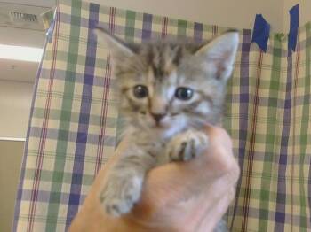 Rescue Domestic Short Hair Cats for Adoption in Sacramento, California - A902099 | PetCurious