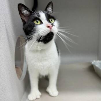 Morpheus -  Domestic Short Hair Cat for Adoption in Atlanta, Georgia - Morpheus | PetCurious