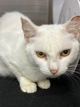Opaline -  Domestic Short Hair Cat for Adoption in Hartsville, South Carolina - Opaline | PetCurious