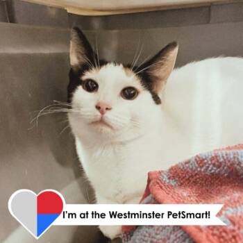 Melanie -  Domestic Short Hair Cat for Adoption in Fort Collins, Colorado - Melanie | PetCurious