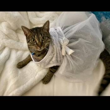 Rescue Domestic Short Hair Cats for Adoption in Totowa, New Jersey - Jelly | PetCurious