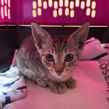 Serenity -  Domestic Short Hair Cat for Adoption in Pasadena, California - Serenity | PetCurious