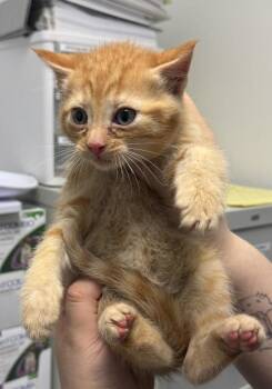 Domestic Short Hair Cats Available for Adoption in St. Cloud, Minnesota - BeeBop | PetCurious