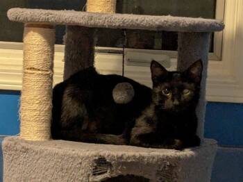 Rescue Domestic Short Hair Cats for Adoption in Omaha, Nebraska - SILHOUETTE | PetCurious