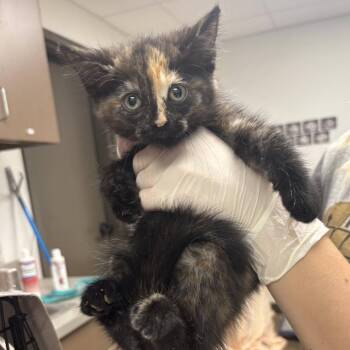 Gwen -  Domestic Medium Hair Cat for Adoption in Cleveland, Mississippi - Gwen | PetCurious