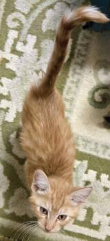 Graham -  Domestic Short Hair Cat for Adoption in Wilsonville, Oregon - Graham | PetCurious