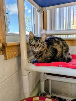 Rescue Domestic Medium Hair Cats for Adoption in Frisco, Colorado - SKYE | PetCurious