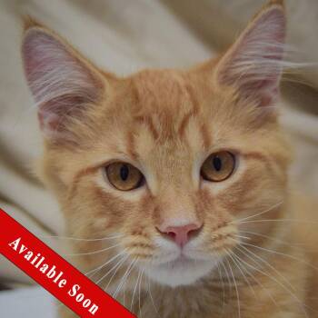 Clementine -  Tabby and Domestic Long Hair Cat for Adoption in Huntley, Illinois - Clementine | PetCurious
