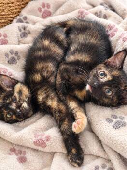 Aurora -  Domestic Short Hair Cat for Adoption in Lemont, Illinois - Aurora | PetCurious