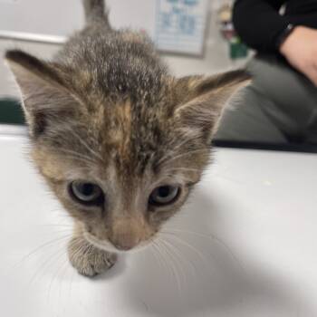 Rescue Domestic Short Hair Cats for Adoption in Canton, Illinois - Moana | PetCurious