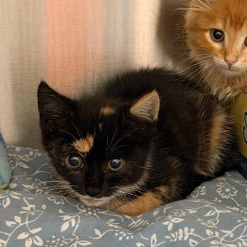 Dutch Bros -  Domestic Short Hair Cat for Adoption in Lynchburg, Virginia - Dutch Bros | PetCurious