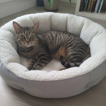 Jellybean -  Domestic Short Hair Cat for Adoption in Mazon, Illinois - Jellybean | PetCurious