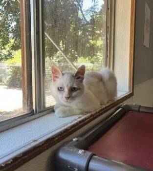 Cat 27604 (Meowly Cyrus) -  Siamese Cat for Adoption in Parlier, California - Cat 27604 (Meowly Cyrus) | PetCurious