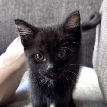 Riley -  Domestic Short Hair Cat Available for Adoption in Pinson, Tennessee - Riley | PetCurious