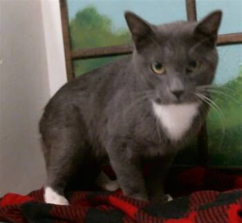 GOLEM -  Domestic Short Hair Cat for Adoption in Houston, Texas - GOLEM | PetCurious