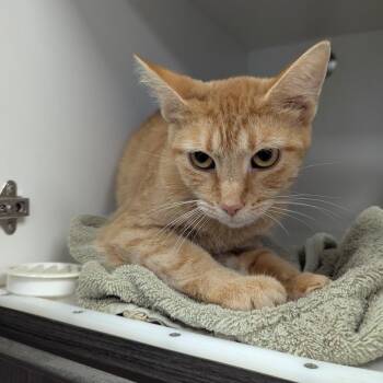 Clementine -  Domestic Short Hair Cat for Adoption in Jeffersonville, Indiana - Clementine | PetCurious