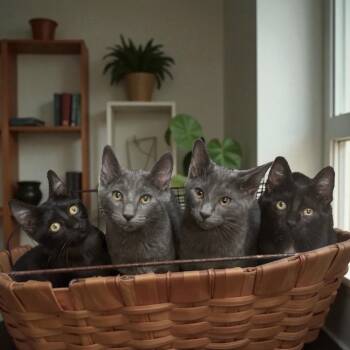 Rescue Domestic Short Hair Cats for Adoption in Sorrento, Louisiana - Addie Viola | PetCurious