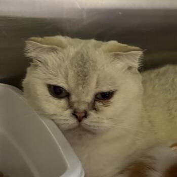 Button -  Scottish Fold Cat for Adoption in Hinesville, Georgia - Button | PetCurious