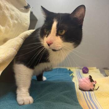 Domestic Short Hair Cats Available for Adoption in Pittsburgh, Pennsylvania - Megatron | PetCurious