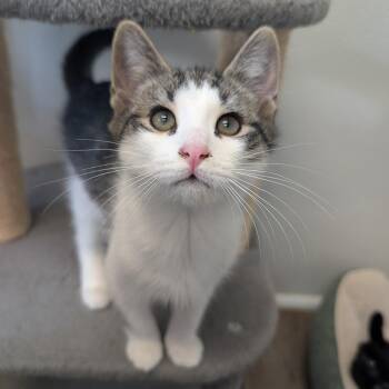 Rescue Domestic Short Hair Cats for Adoption in Waynesville, North Carolina - Stone | PetCurious