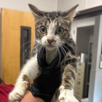 Mabel -  Domestic Short Hair Cat for Adoption in Columbiana, Alabama - Mabel | PetCurious