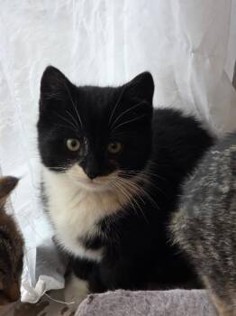 Domestic Short Hair Cats Available for Adoption - Steve | PetCurious