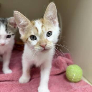Buford -  Domestic Short Hair Cat for Adoption in Bradenton, Florida - Buford | PetCurious