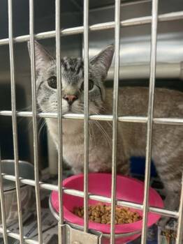 Domestic Short Hair Cats Available for Adoption in Belleville, Illinois - DON | PetCurious