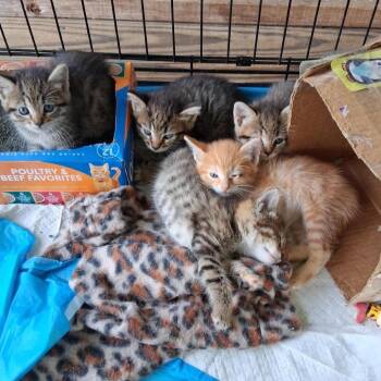 Singers Siblings - Beyonce -  Domestic Short Hair Cat for Adoption in Washington, District Of Columbia - Singers Siblings - Beyonce | PetCurious